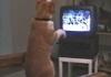 Cat Learns Boxing on TV