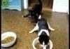 Dubstep Cats
