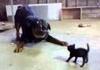 Brave cat