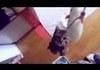 The Ultimate Meow Supercut