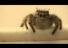Aww spiderbro