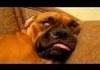 Sleeping Dogs Compilation