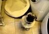 Morbid for a dog