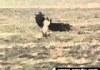 hunting bird