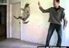 Super High Jumping Cat