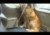Dog putting on her own seatbelt