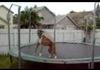 Cute Pets Video