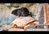rodent riding turtle