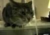 stupid cat cant figure it out