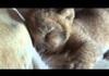 Lioness loves man