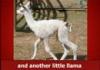 Llama Song