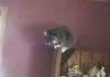He likes to yell at cats