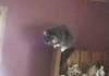 Yelling at Cats