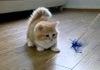 Fluffy Kitten Is Confused
