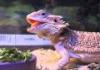 Autotune Lizard