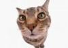 Kitty Says What