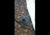 Cat lacks confidence before jump
