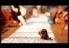 BEST STOP MOTION, HD HIGH QUALITY