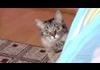 horror ninja cat