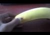 Banana Enthusiasts