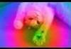 Psychedelic Cat
