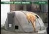 anti-zombie bunkers
