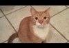 Ultimate Cat Tease Part 4
