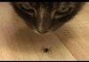 Spiderbro attacked by cats