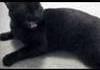 Talking Kitty Cat