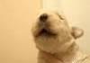 Whistling puppy