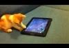 Cat play on Ipad