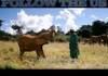 Cute elephant drinking milk-lil wayne