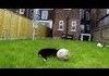 Dog Can't Catch