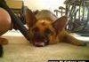 German Shepherd Hates The Vacuum