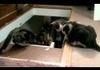 Mean Cat Pushes Friend off Ladder
