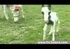 the smallest horse