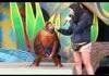 Funny Orangutan