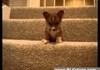 puppies learn to go down the stairs hous