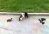 Cat vs Cat with spectating crows