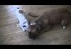 Crazy Bulldog Puppy