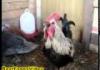 Death Metal Rooster