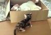 Cat kitten trolls.