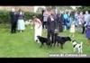 cat peeing on the bride