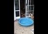 Dog Tries To Drag His Pool Indoors