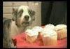 Flashback Dog