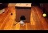 Cat drags everything in house
