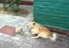 Kitten vs Patient Dog