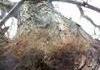 arachnophobia 2