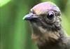 Epic Australian Bird
