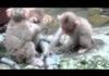 Cute monkeys at the zoo